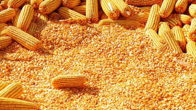 चार हजारभन्दा बढी क्षेत्रफलमा मकै बीउ प्रवर्द्धन कार्यक्रम सञ्चालन