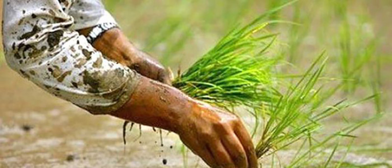 पानी परेपछि मधेसमा धान रोपाइँ तीव्र