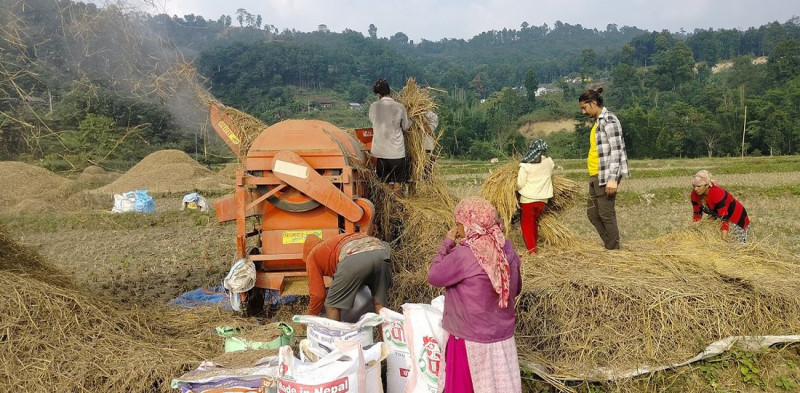 बिउबिजन र कृषि उपजको नयाँ मूल्य तोकियो, हाइब्रिड मकै प्रतिकिलो ३ सय