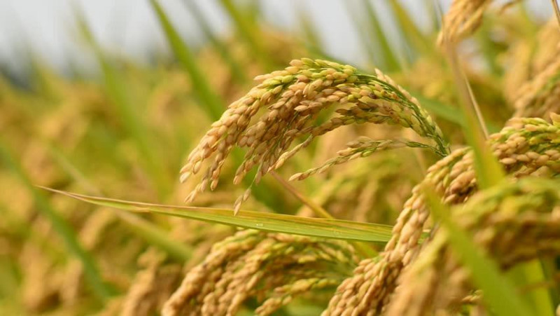 चैते धान खेतीका लागि सिँचाइ पूर्वाधार विकास गर्न ३३ करोड
