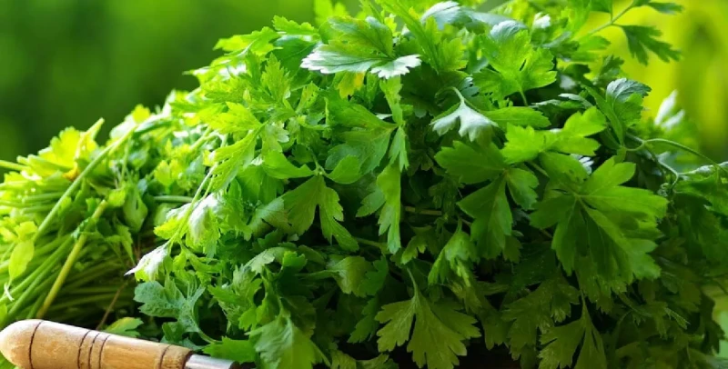 कालीमाटीको हरियो धनियाँमा अत्यधिक मात्रामा विषादी 