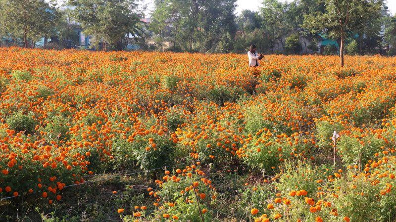 सयपत्री फूलको माग धान्न धौ–धौ