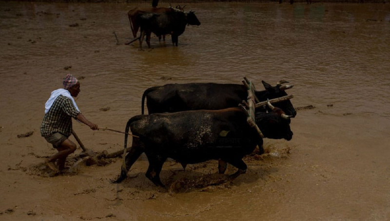सरकारको सय दिनः उखु किसानलाई करिब डेढ अर्ब अनुदान, सूचीकृत किसान डेढ लाख थपिए 