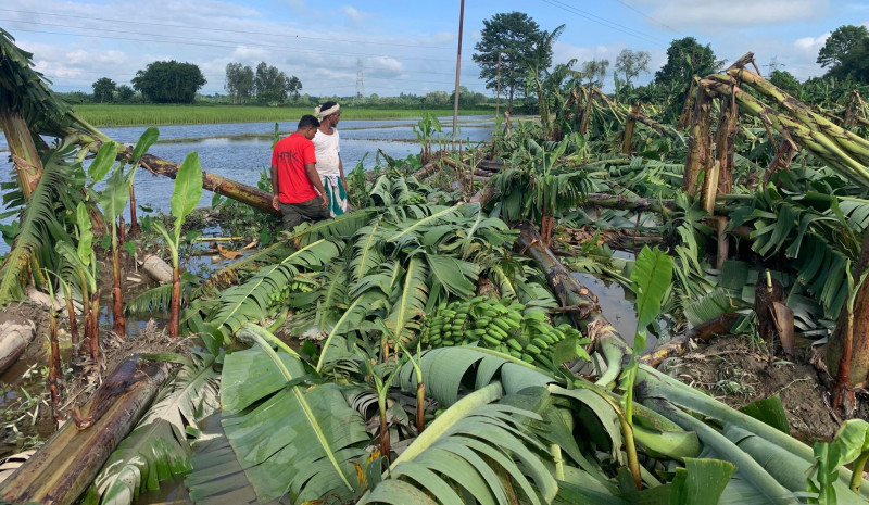 वर्षा र हुण्डरीले केराखेती नष्ट