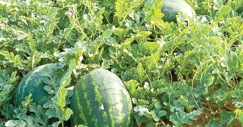 तरबुजाखेतीबाट मनग्य आम्दानी