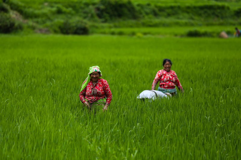 धान गोड्न व्यस्त किसान (तस्बिरहरू)