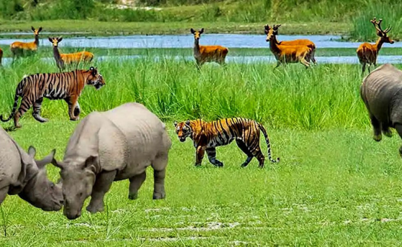 कोशीटप्पु वन्यजन्तु आरक्ष : पर्यटकको आकर्षण बढ्यो