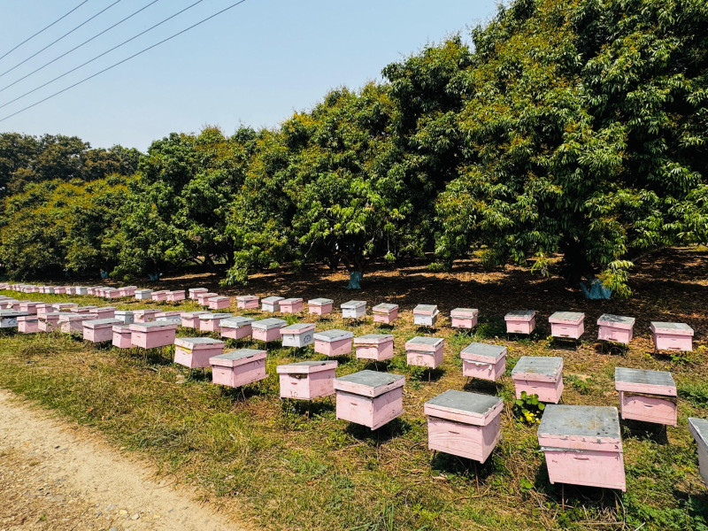 बागवानीको लिची २८ लाख रुपैयाँमा नर्वदा सप्लायर्सले पायो ठेक्का