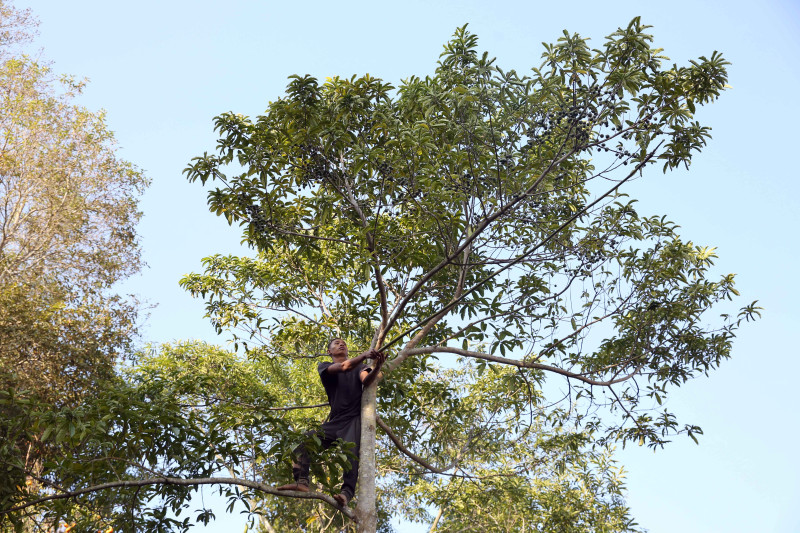 रुद्राक्ष खेतीले ख्याति कमाउँदै भोजपुर, लखपति बन्दै किसान (तस्बिरसहित)