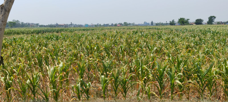 वर्षाले मकै छर्ने तयारीमा रहेका किसान उत्साहित