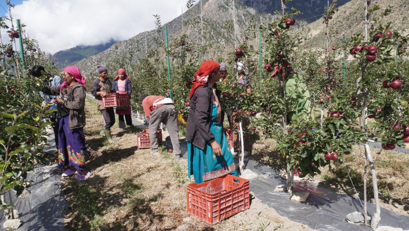 मुस्ताङमा ‘हाइब्रिड’ स्याउ उत्पादन बढ्यो, मुख्य बजार पोखरा र काठमाडौं