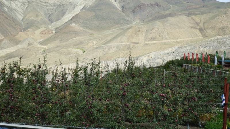 उपल्लो मुस्ताङमा स्याउखेती फस्टाउँदै, किसानले पाए अनुदानमा बिरुवा 