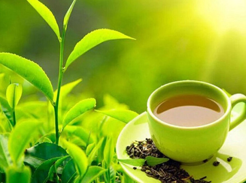 चालू वर्ष चिया निर्यात साढे चार अर्ब पुग्ने अनुमान