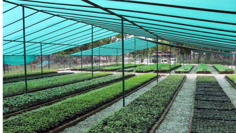 नर्सरीबाटै मनग्य आम्दानी,  सिसा/प्लाष्टिक घर बनाएर खेती गर्दा ढुक्क