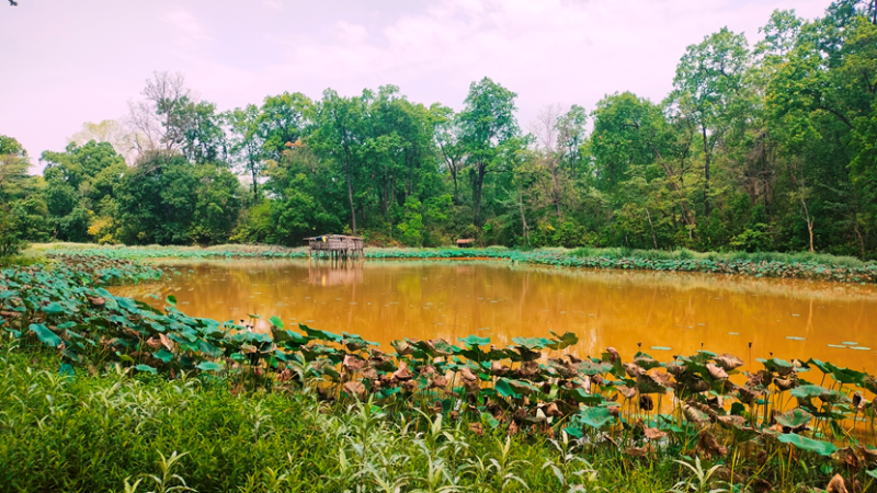 उपभोक्ताको आयआर्जनमा टेवा पुर्याउन पुरैनातालमा माछापालन