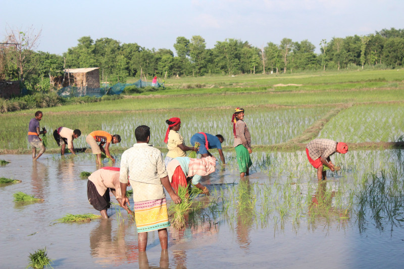 सुदूरपश्चिममा शतप्रतिशत धान रोपाइँ, मधेसमा ७६ प्रतिशत मात्रै 