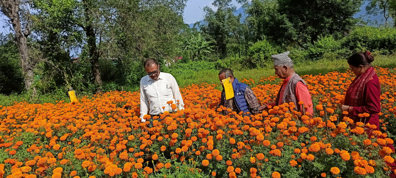 सयपत्री फूल बेचेर नौ लाख आम्दानी