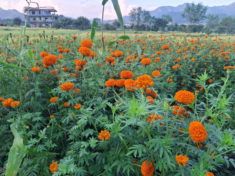 फूल खेतीमा आत्मनिर्भरः करिब ९ अर्ब लगानी, ५३ हजारलाई रोजगारी