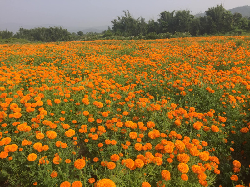 ढकमक्क सयपत्री (फोटो फिचर)  