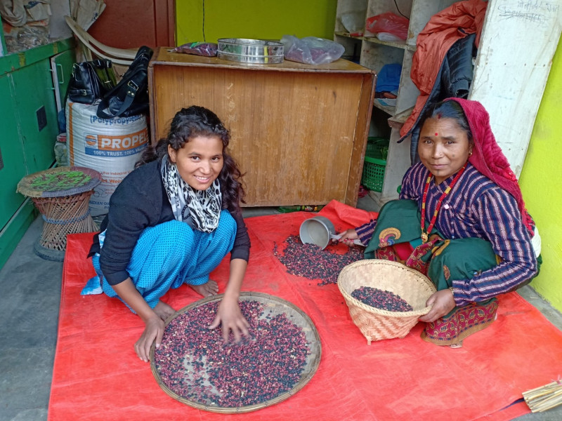 गत आवमा मुगुमा ७४ टन सिमी बिक्री