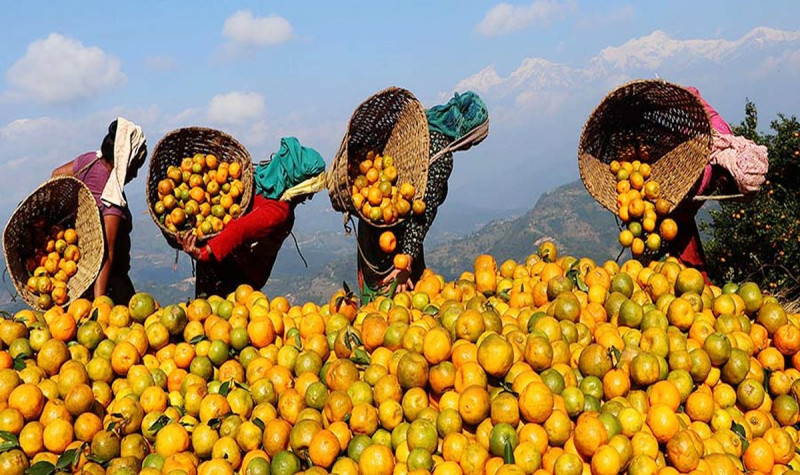 सुन्तलाबाटै वार्षिक ६० लाख आम्दानी 
