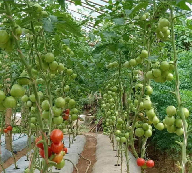 तरकारी खेतीबाट नाम र दामसँगै लखपति