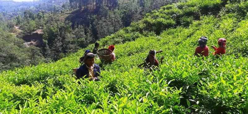 रेशमा चियाको व्यावसायिक उत्पादन सुरु, वनमाराले ढाकिएका पाखा चियाबगानमा परिणत