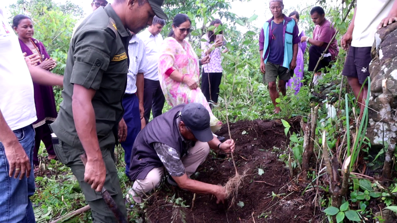 गैंडाकोटमा चिया परीक्षण खेती, साढे ७ हजार बिरुवा रोपिए