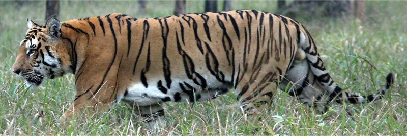 विश्व बाघ दिवस मनाइँदै, नेपालमा बाघको संख्या ३५५ पुग्यो