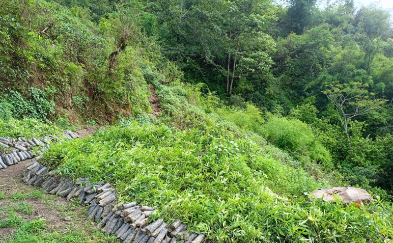 अन्नबाली बाँदर, बदेलले सखाप पारेपछि विकल्पमा टिमुर खेती