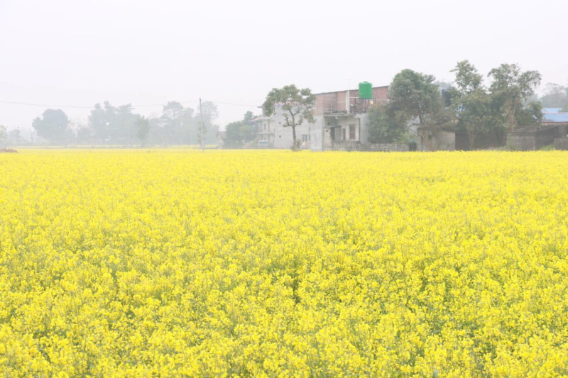 चितवनका खेतबारीमा पहेंलपुर तोरी फुल्यो (तस्बिरसहित)