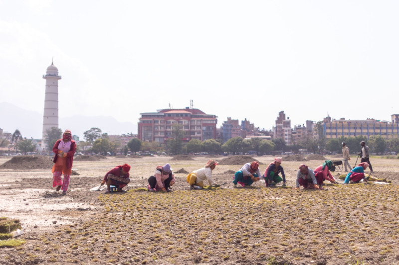 टुँडिखेल हरियाली बनाउन दुबो रोप्न थालियो (तस्बिरहरु)