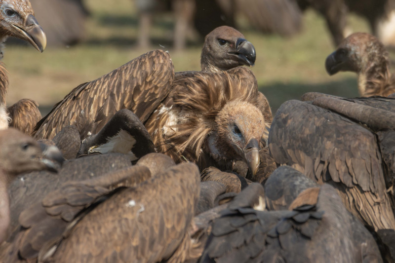 कावासाेतीमा गिद्ध रेस्टुरेन्ट (तस्बिरहरु)