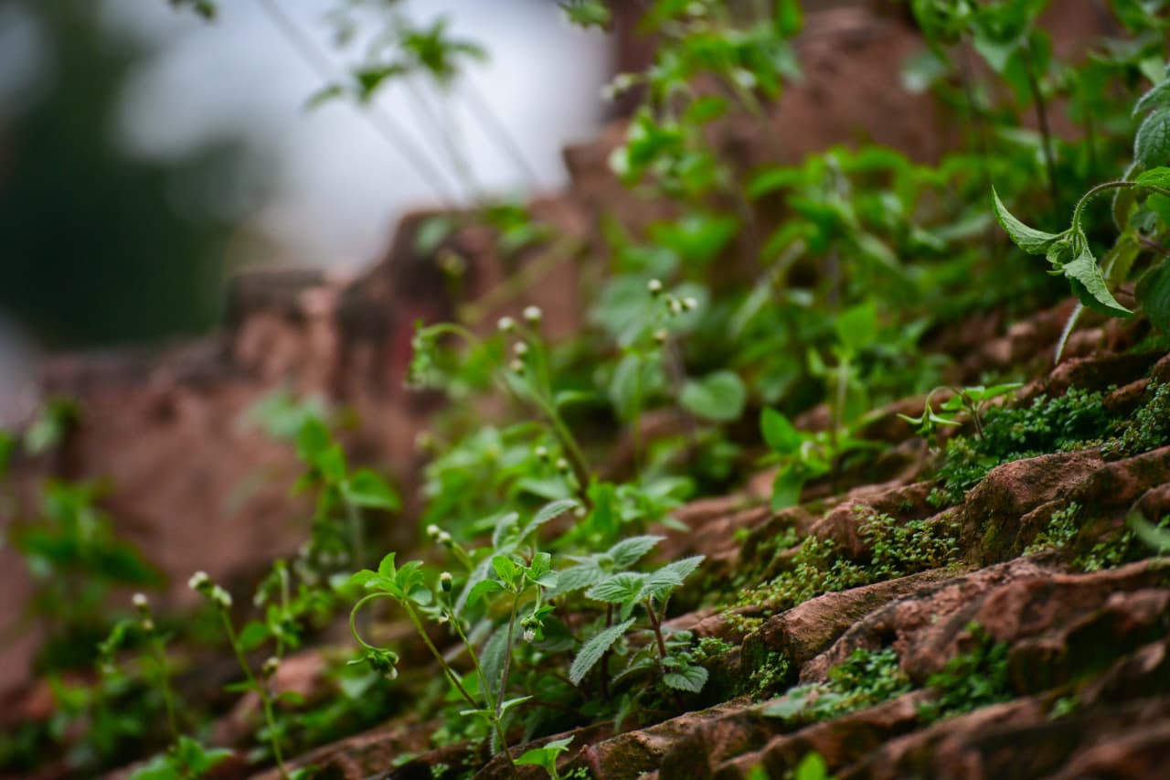Basantapur-ma-Grass_NPL-(12)-1755493257.jpeg