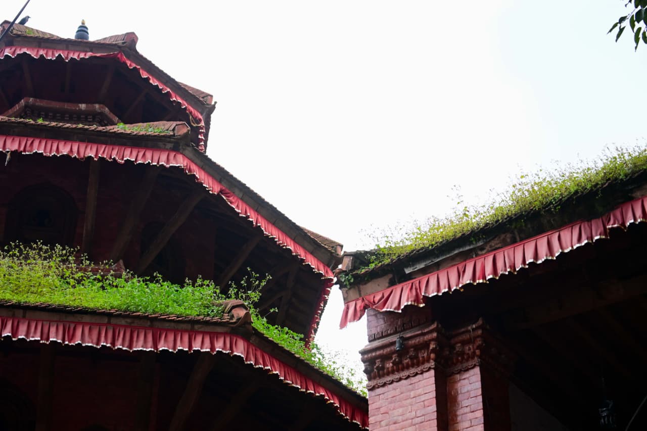 Basantapur-ma-Grass_NPL-(25)-1755493285.jpeg