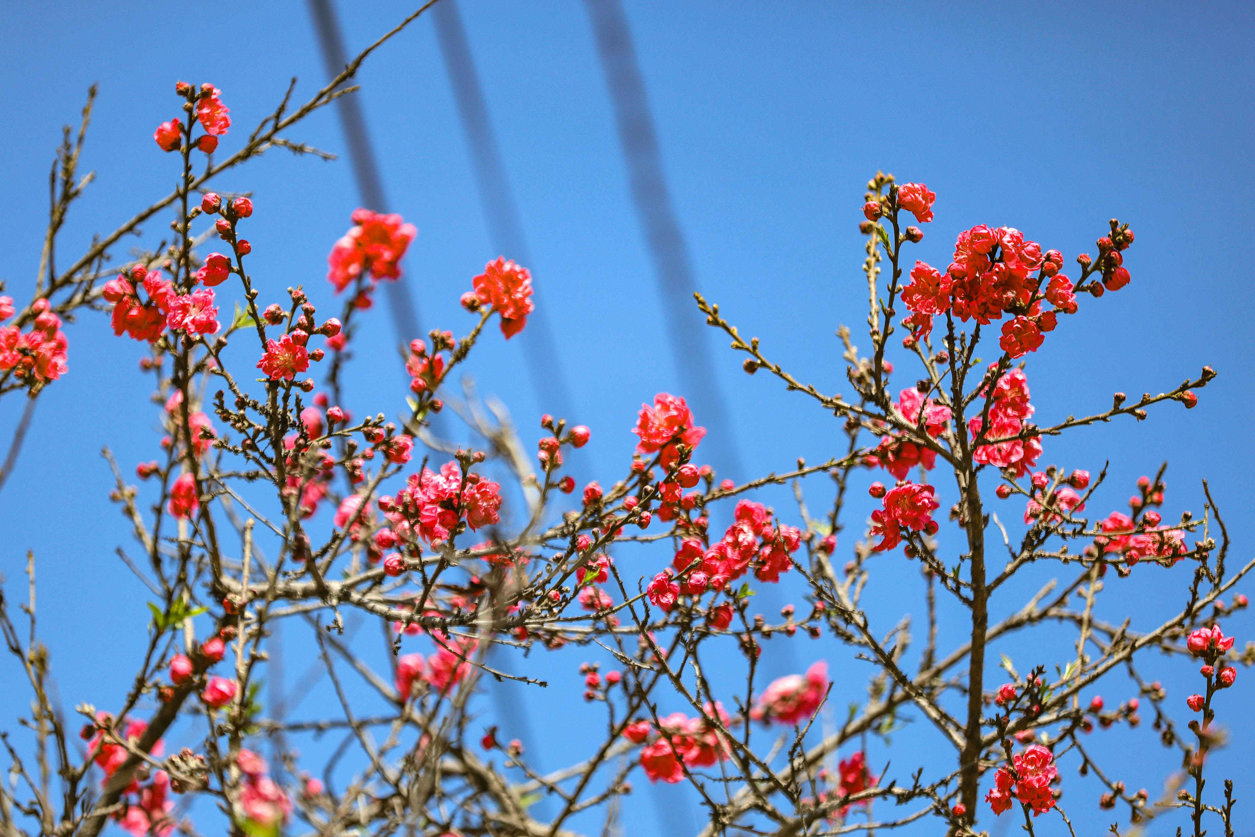 Cherry-blossom.-666-1741154147.jpg