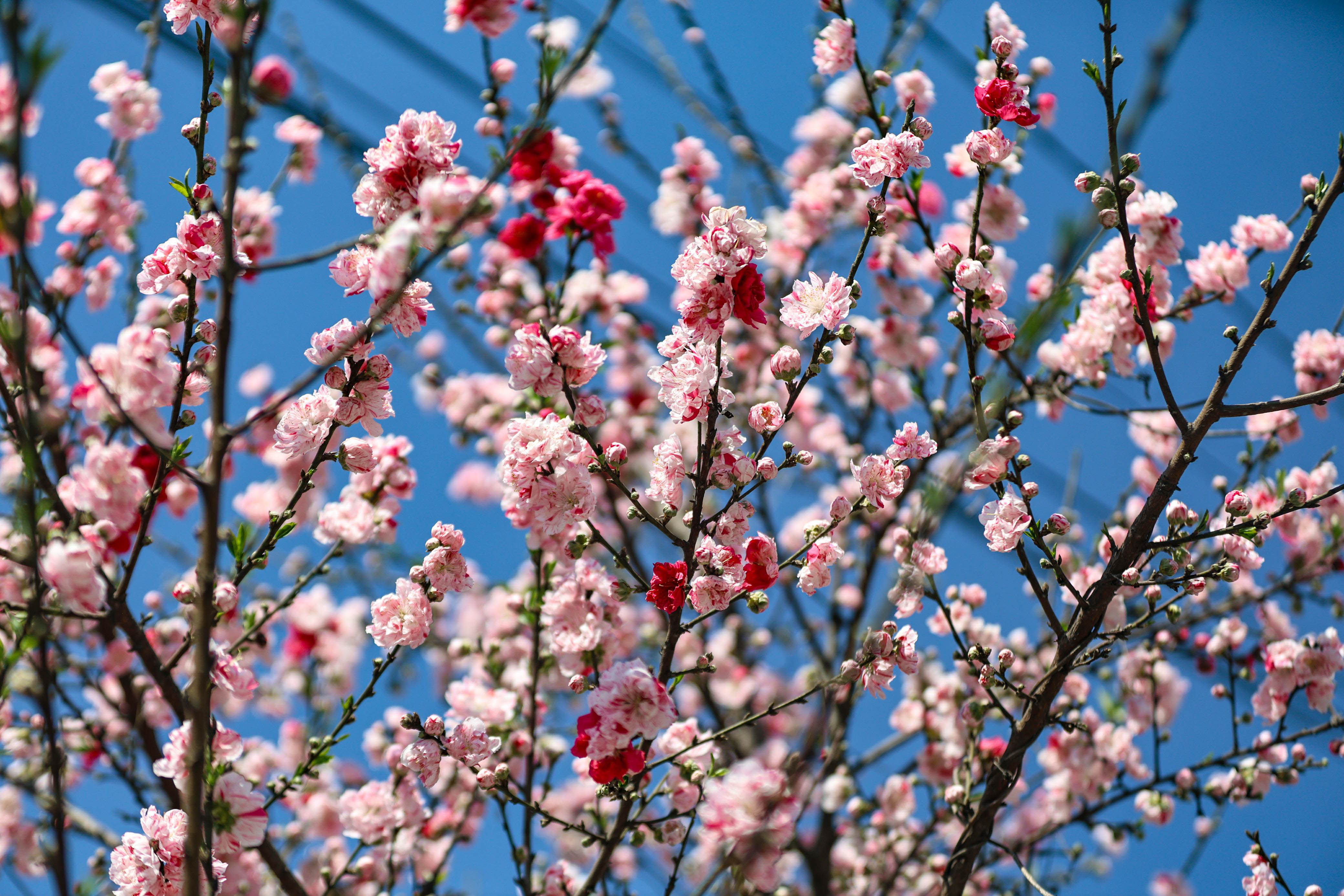 Cherry-blossom.-667-1741154147.jpg