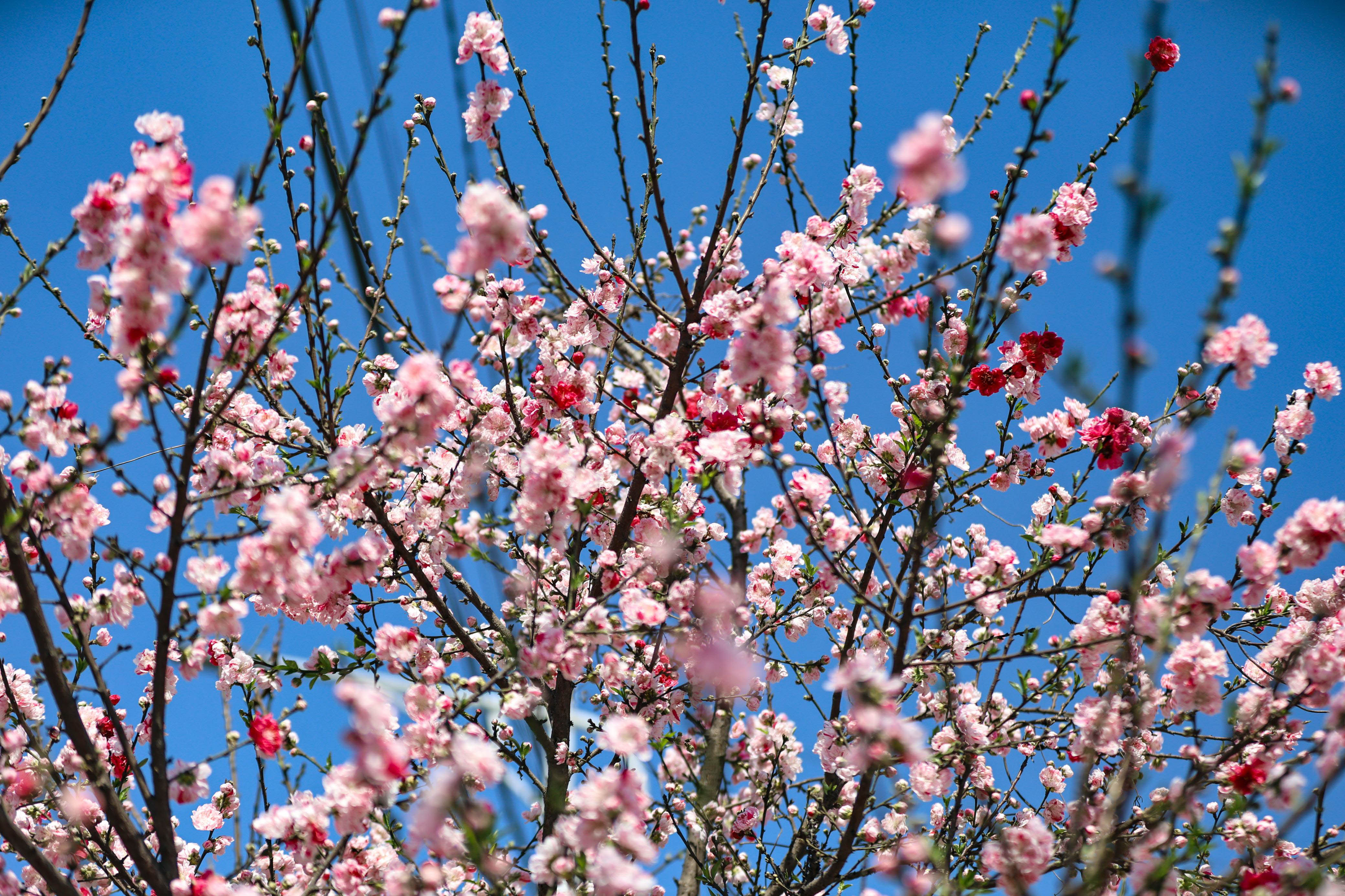 Cherry-blossom.-668-1741154150.jpg