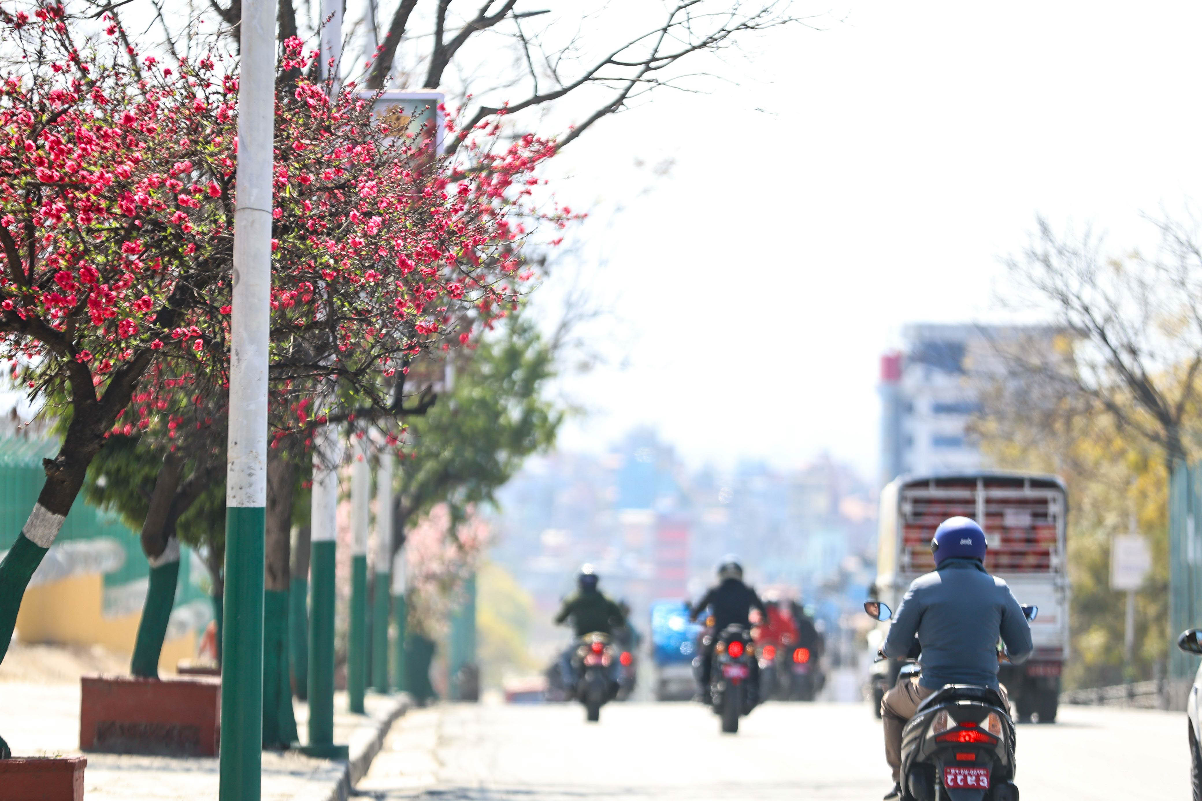 Cherry-blossom.-669-1741154150.jpg