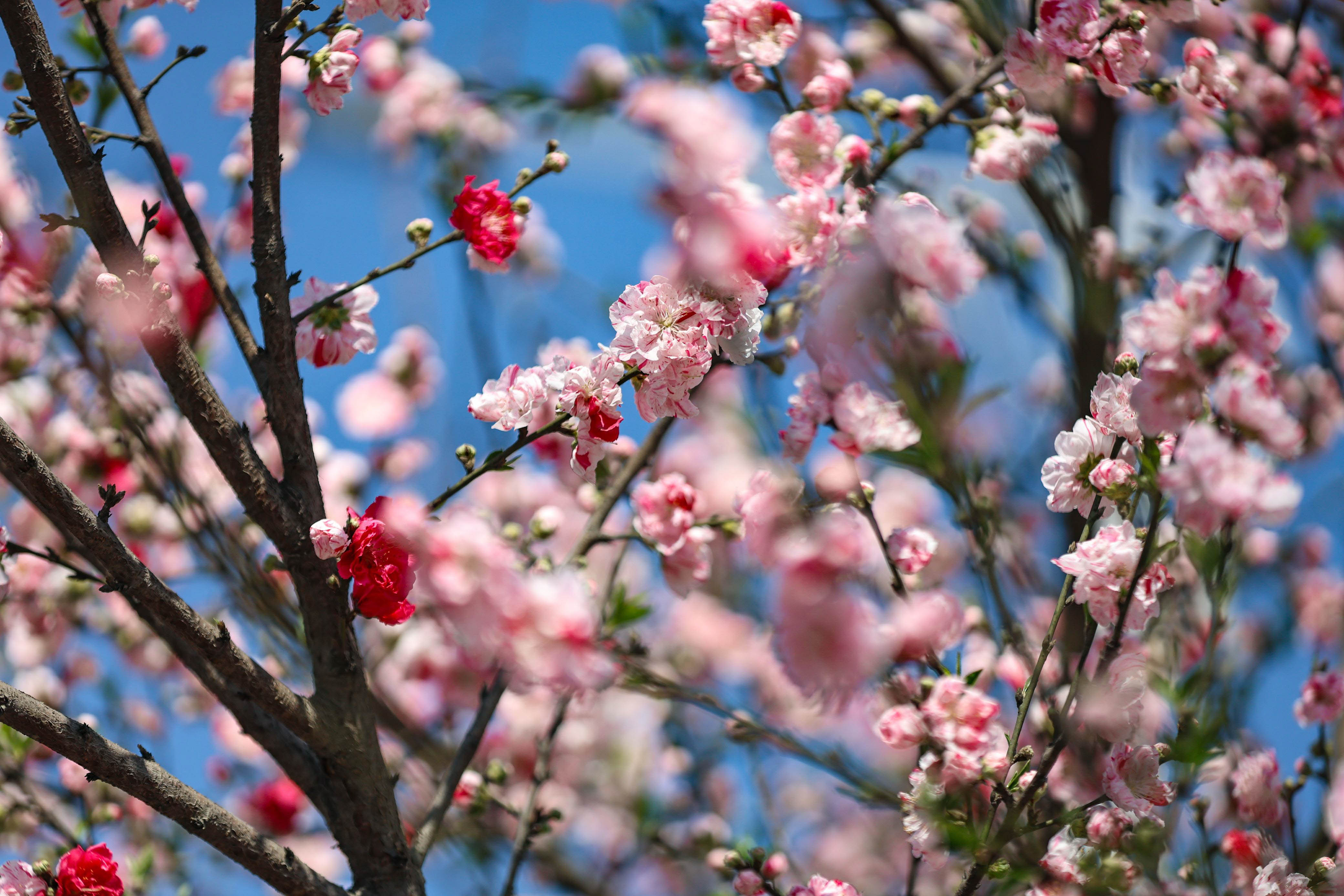 Cherry-blossom.-672-1741154157.jpg