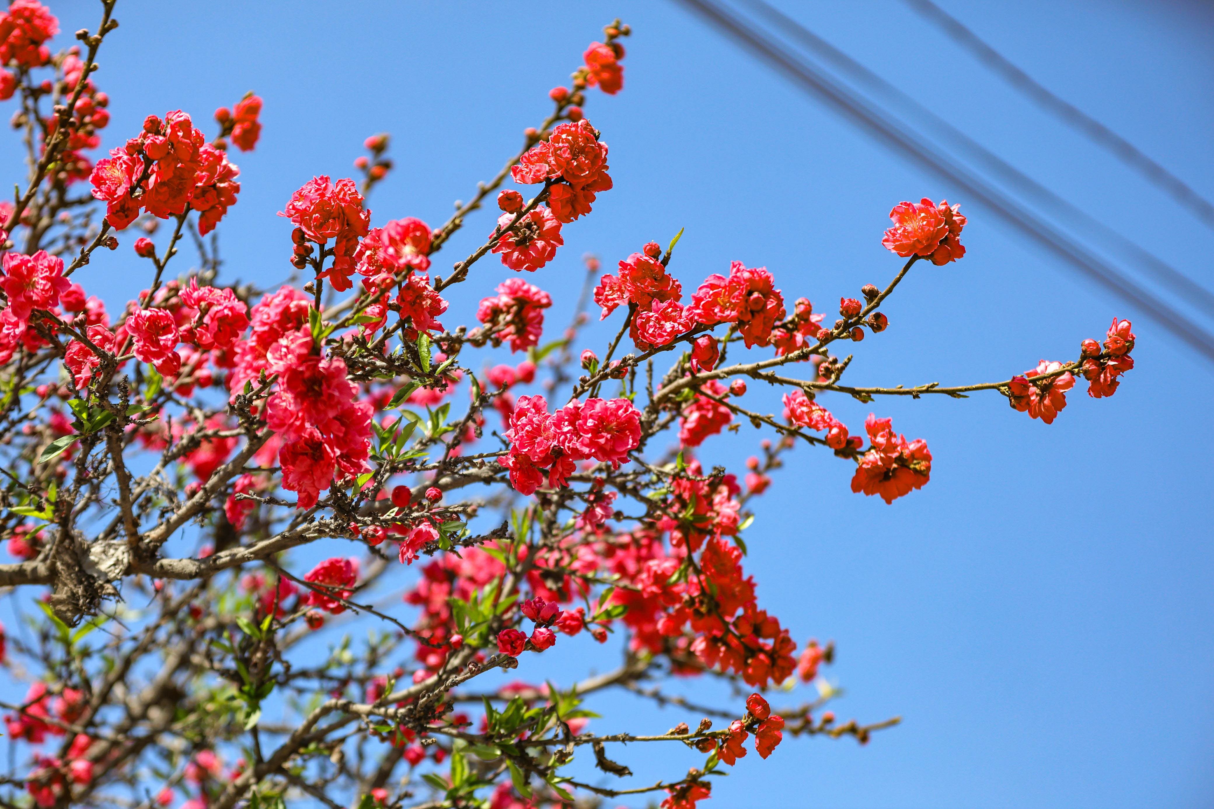 Cherry-blossom.-675-1741154159.jpg