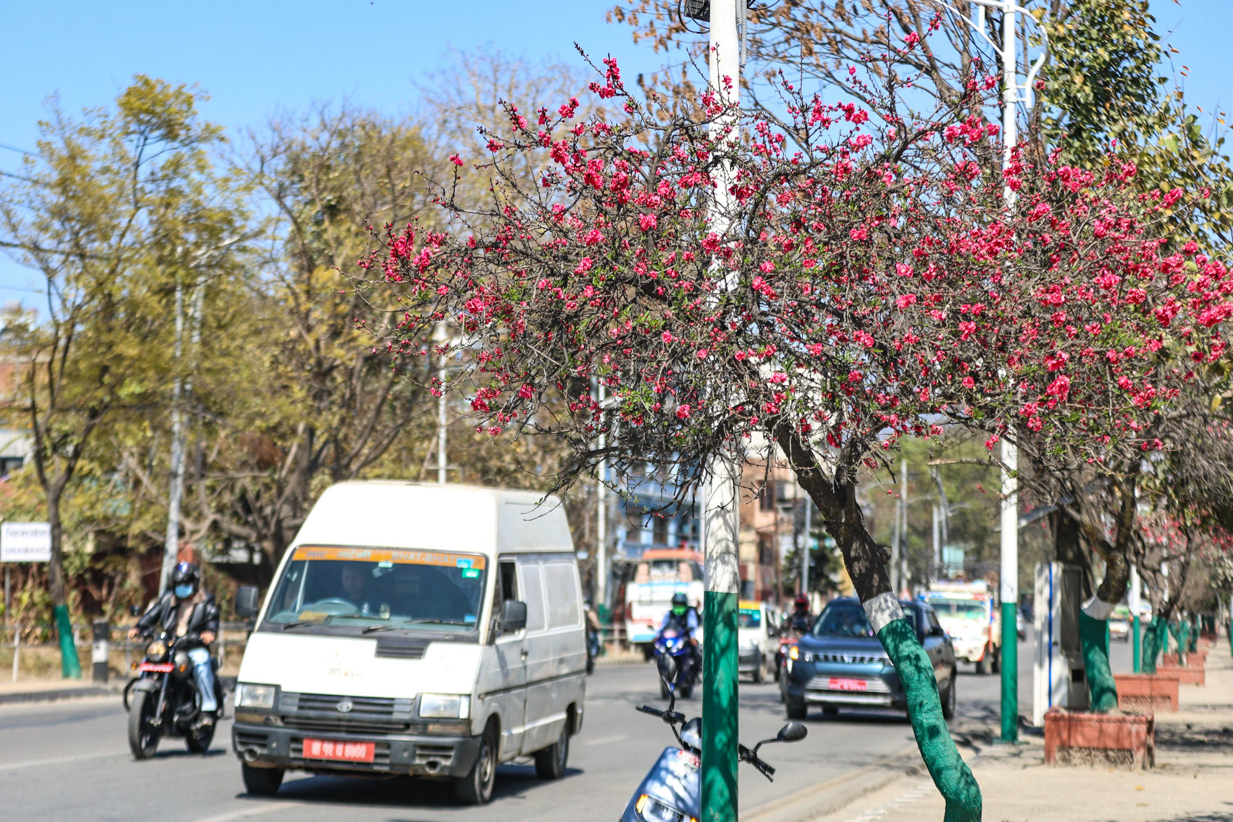 Cherry-blossom.-676-1741154162.jpg
