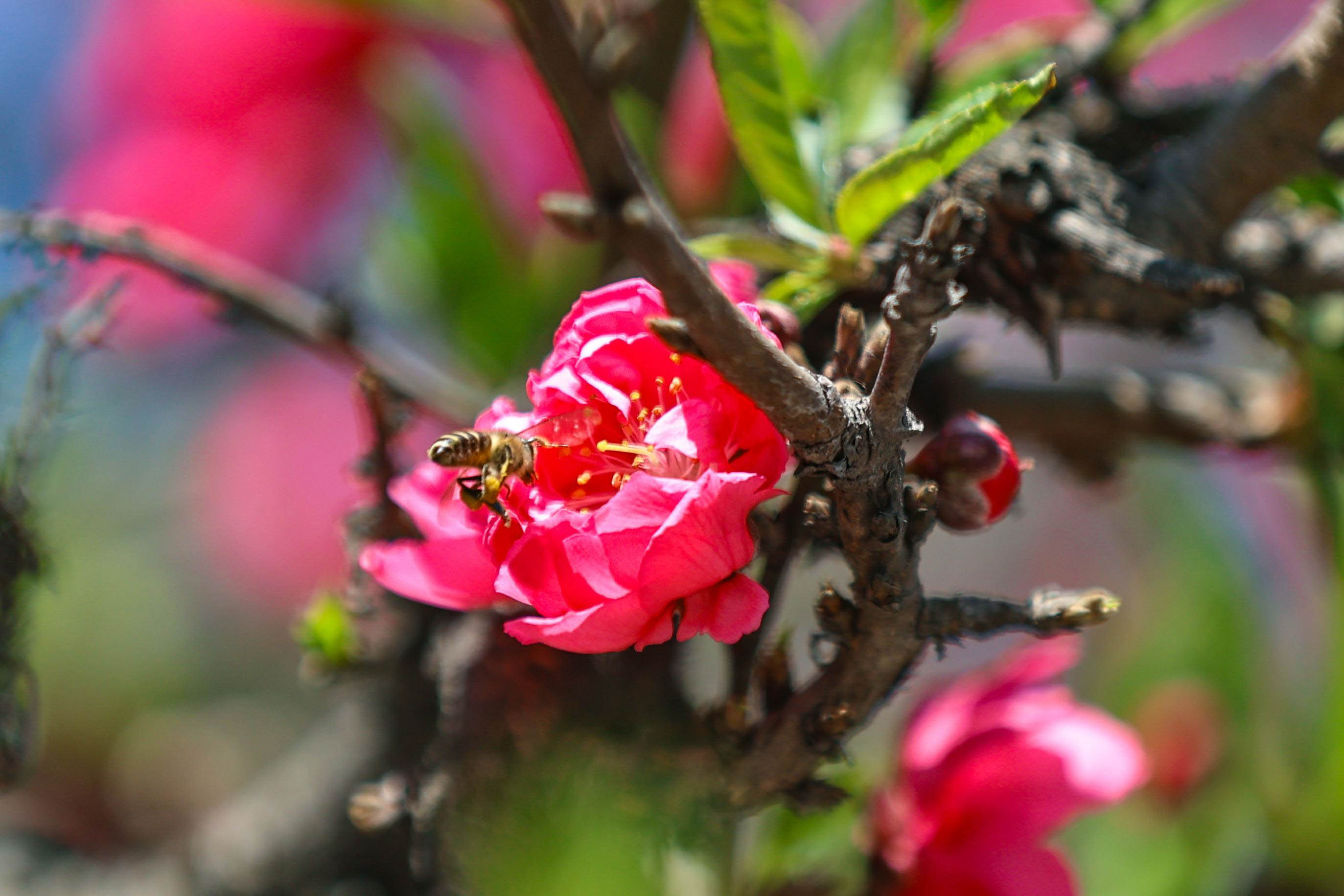 Cherry-blossom.-677-1741154162.jpg