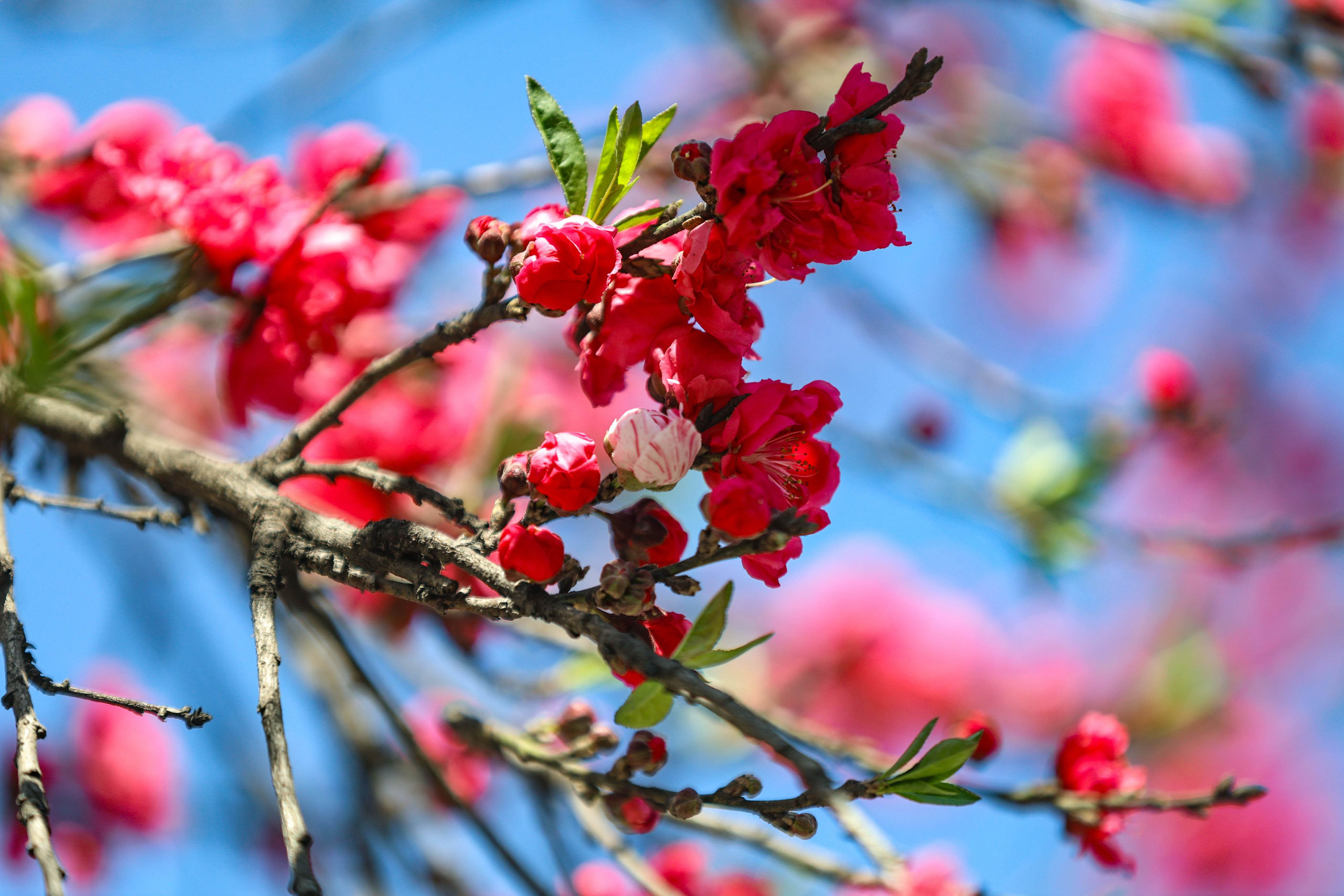 Cherry-blossom.-678-1741154165.jpg
