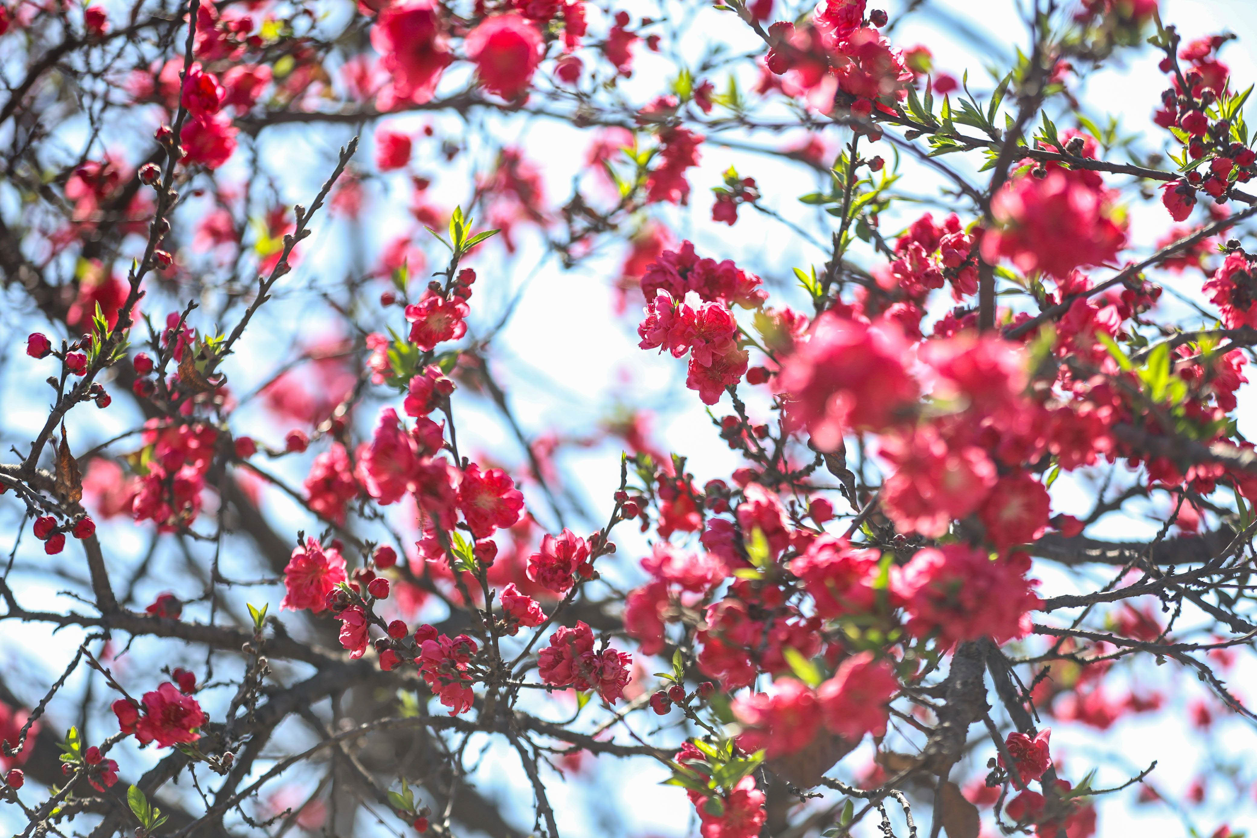 Cherry-blossom.-679-1741154167.jpg