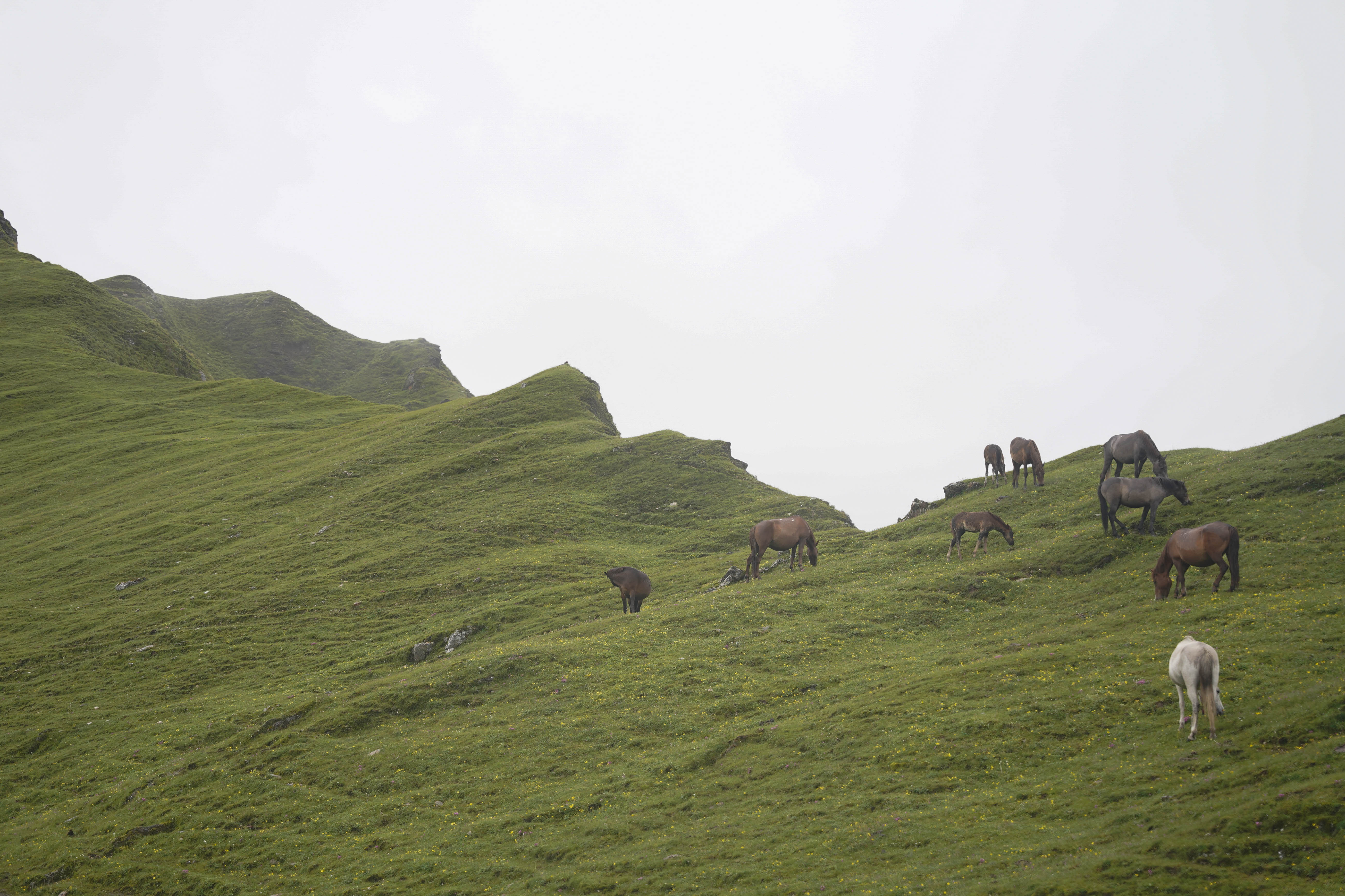 Dhorpatan_NPL_-(14)-1755930398.jpg