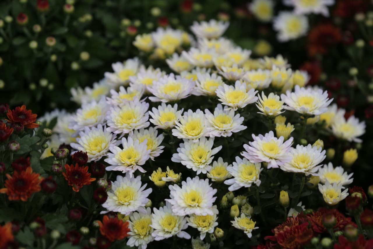 Flora-expo_NPL-(11)-1760426992.jpeg