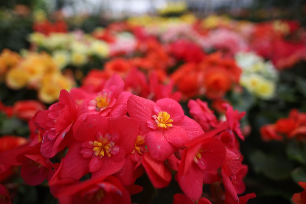 Flora-expo_NPL-(6)-1760426995.jpeg