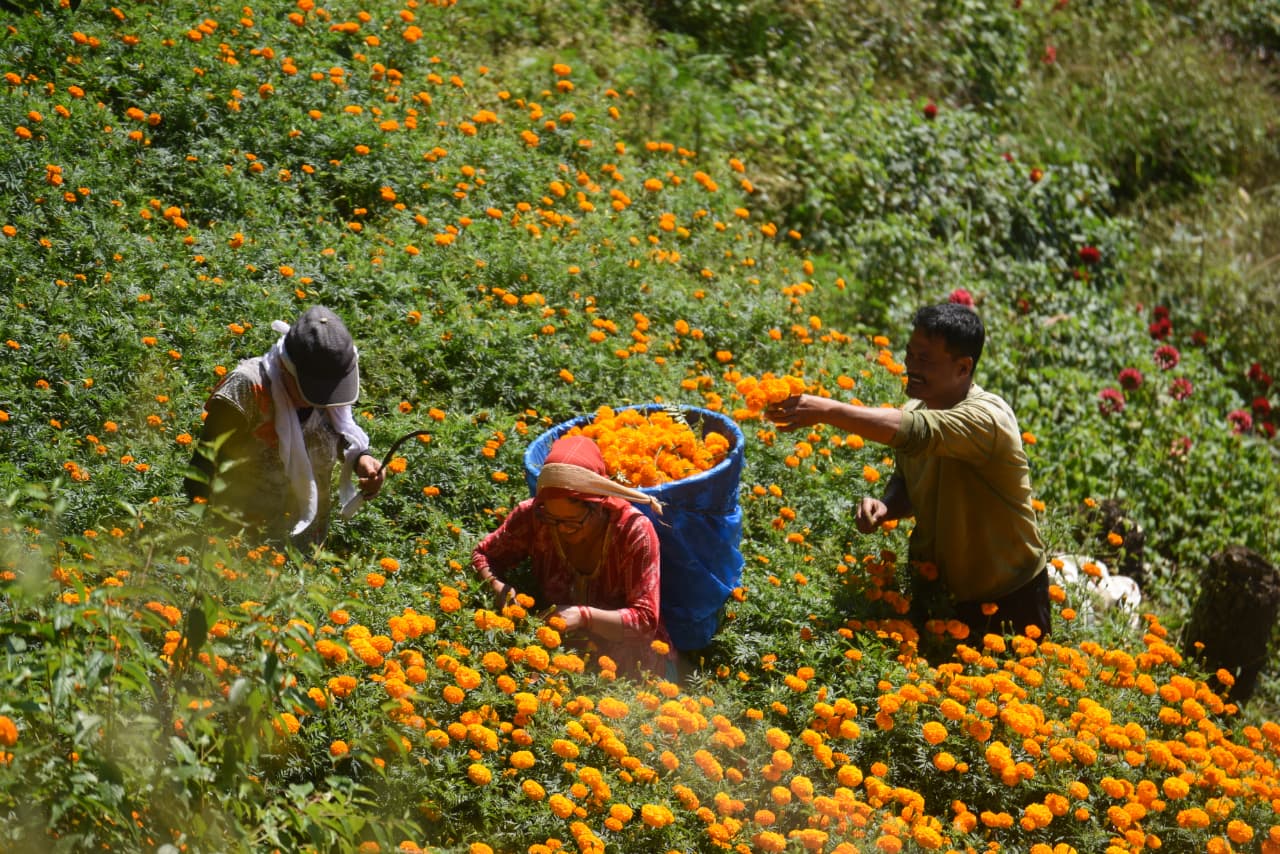 Flower-at-Seto-Gumba_Nepal-Photo-Library-(1)-1760859096.jpeg