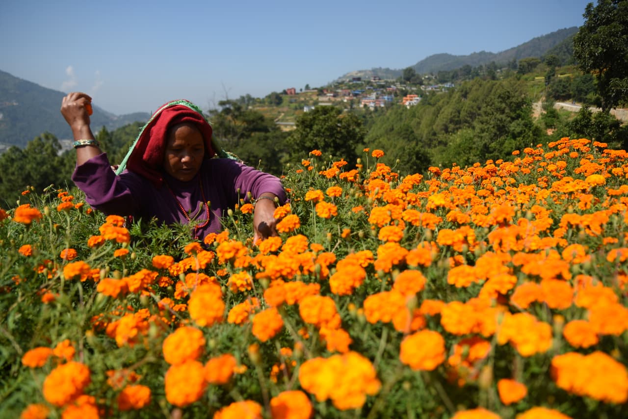 Flower-at-Seto-Gumba_Nepal-Photo-Library-(12)-1760859092.jpeg